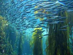 Plants of the Marine Biome: Kelp forest as Refuge and Micro-Habitat for Sardine Fish (Credit: David Abercrombie 2011 .CC BY-SA 2.0.)
