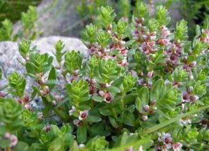 Plants in Salt Marshes: Oval Leaves and Colorful Flowers are Attributes of Sea Milkwort (Credit: Arnstein Rønning 2009 .CC BY-SA 3.0.)