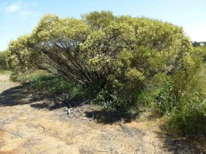 Plants in the Savanna: Senna is a Tree-Sized, Flowering Shrub that Facilitates Nitrogen Fixation in its Environment (Credit: Geoff Derrin 2015 .CC BY-SA 4.0.)