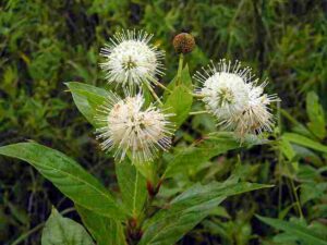 Plants in the Chesapeake Bay: Fragrance and White Flower Clusters can be Used to Identify the Buttonbush Plant (Credit: Gabriel Hurley 2006 .CC BY-SA 3.0.)