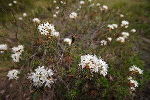 Plants in the Boreal Forest Biome: Labrador Tea is Important for Medicinal Purposes (Credit: Miika Silfverberg 2007 .CC BY-SA 2.0.)