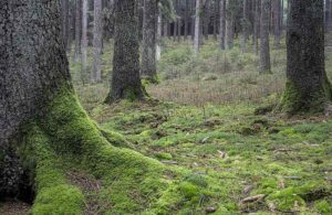Plants in the Boreal Forest Biome: Non-Vascular Plants like Mosses Occur Mostly on the Boreal Forest Floor (Credit: Trougnouf (Benoit Brummer) 2021 .CC BY 4.0.)