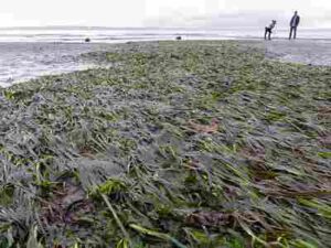 Plants in the Kelp Forest Ecosystem: Eelgrass Beds can be Effective for Stabilizing Sediments (Credit: Ingrid V Taylar 2013 .CC BY 2.0.)