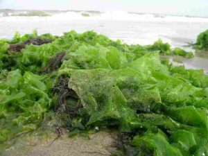 Plants in the Kelp Forest Ecosystem: Sea Lettuce can be Found Attached or Floating in Intertidal and Subtidal Areas (Credit: Ecomare/Oscar Bos 2016 .CC BY-SA 4.0.)
