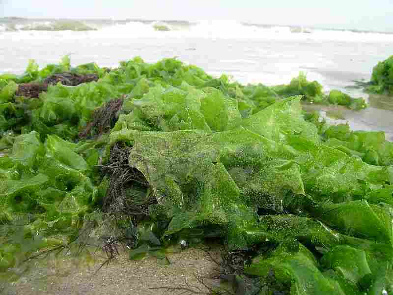 9 Plants in the Kelp Forest Ecosystem and their Features, Functions