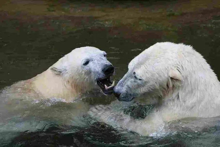 Polar Bear Vs Gorilla Size, Weight, Ecological Comparison