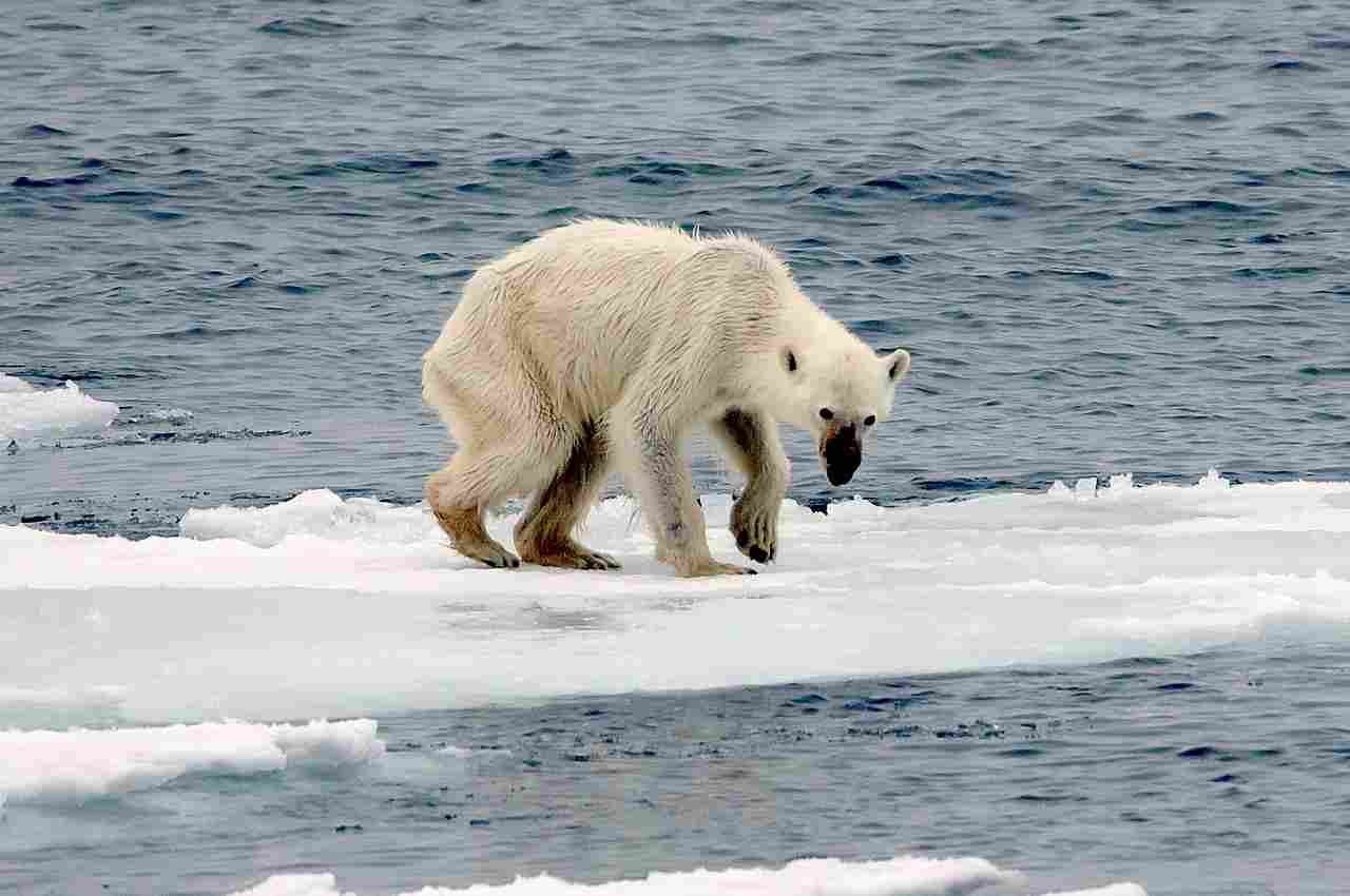Polar Bear Vs Gorilla: Climate Change is a Threat to Wild Polar Bear Populations (Credit: Andreas Weith 2015 .CC BY-SA 4.0.)