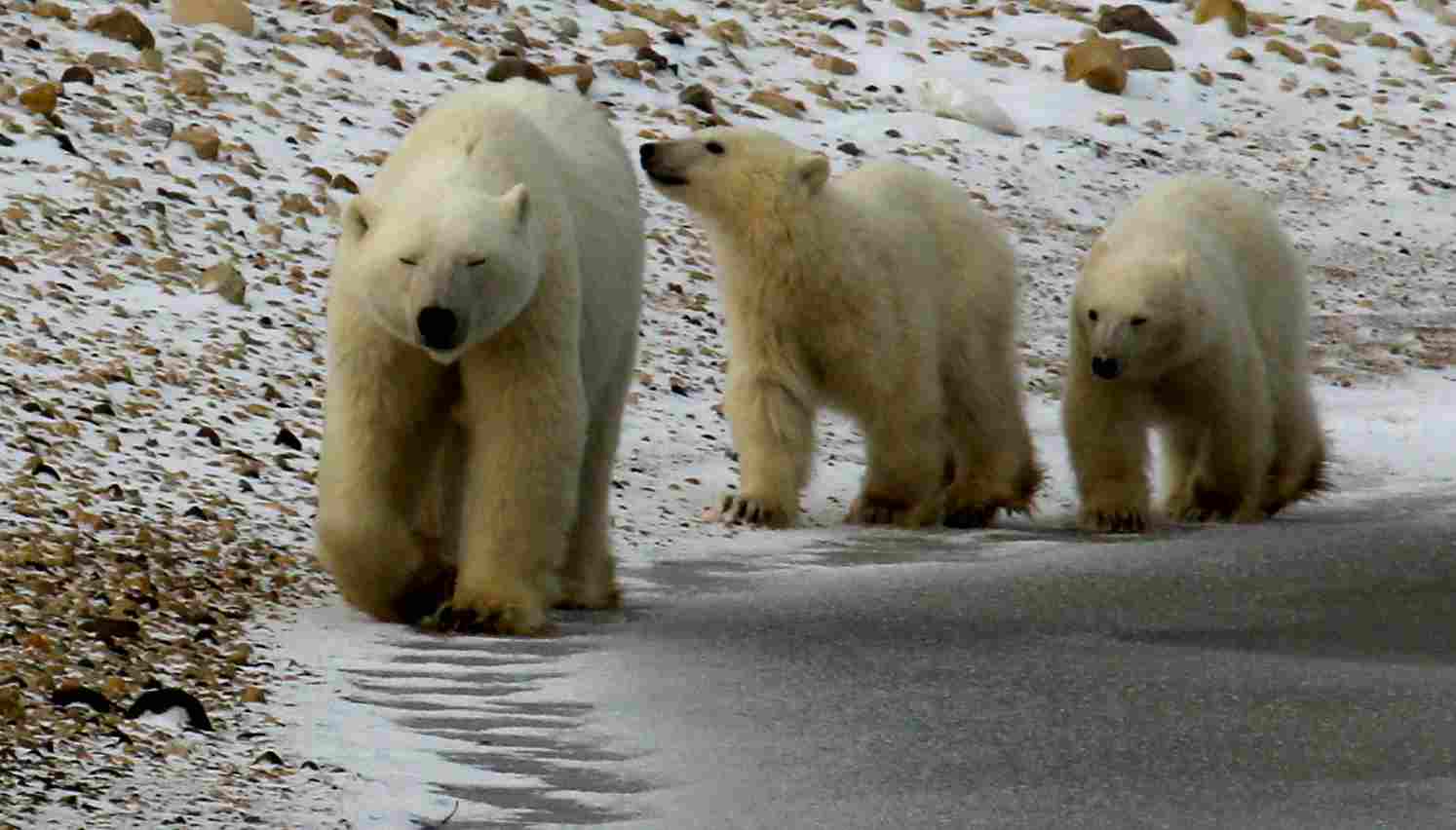 Polar Bear Vs Grizzly Bear: Habitats of Polar and Grizzly Bears Hardly Converge or Overlap (Credit: Emma 2011 .CC BY 2.0.)