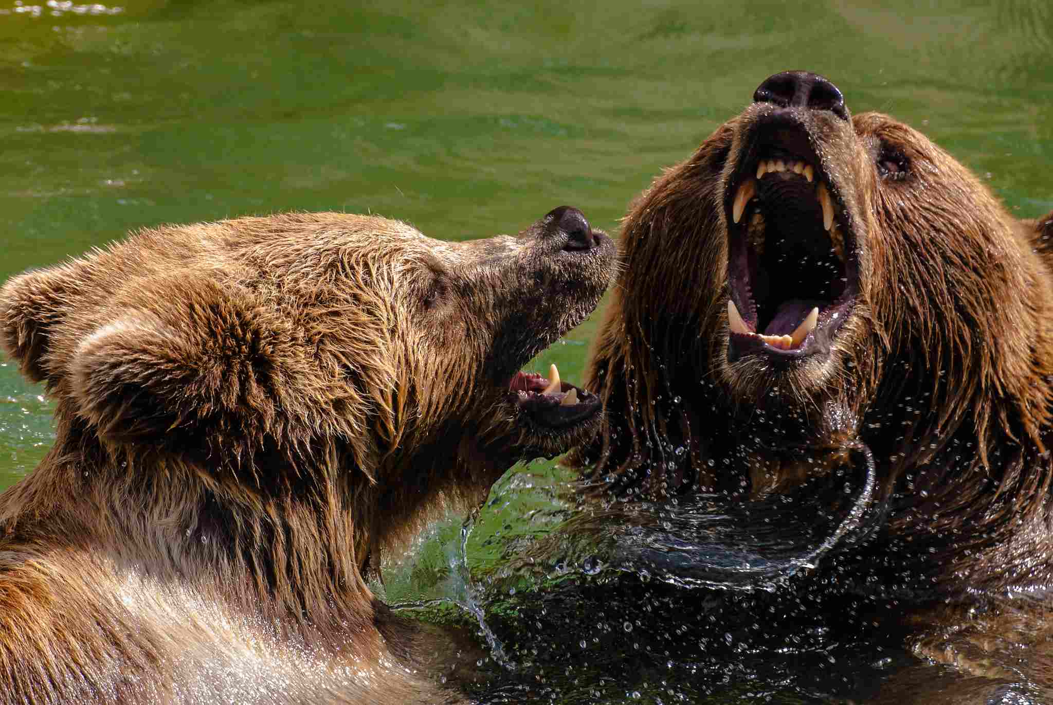 Polar Bear Vs Grizzly Bear: Bears Can Pose Significant Danger Under Various Circumstances (Credit: SteFou! 2012 .CC BY 2.0.)