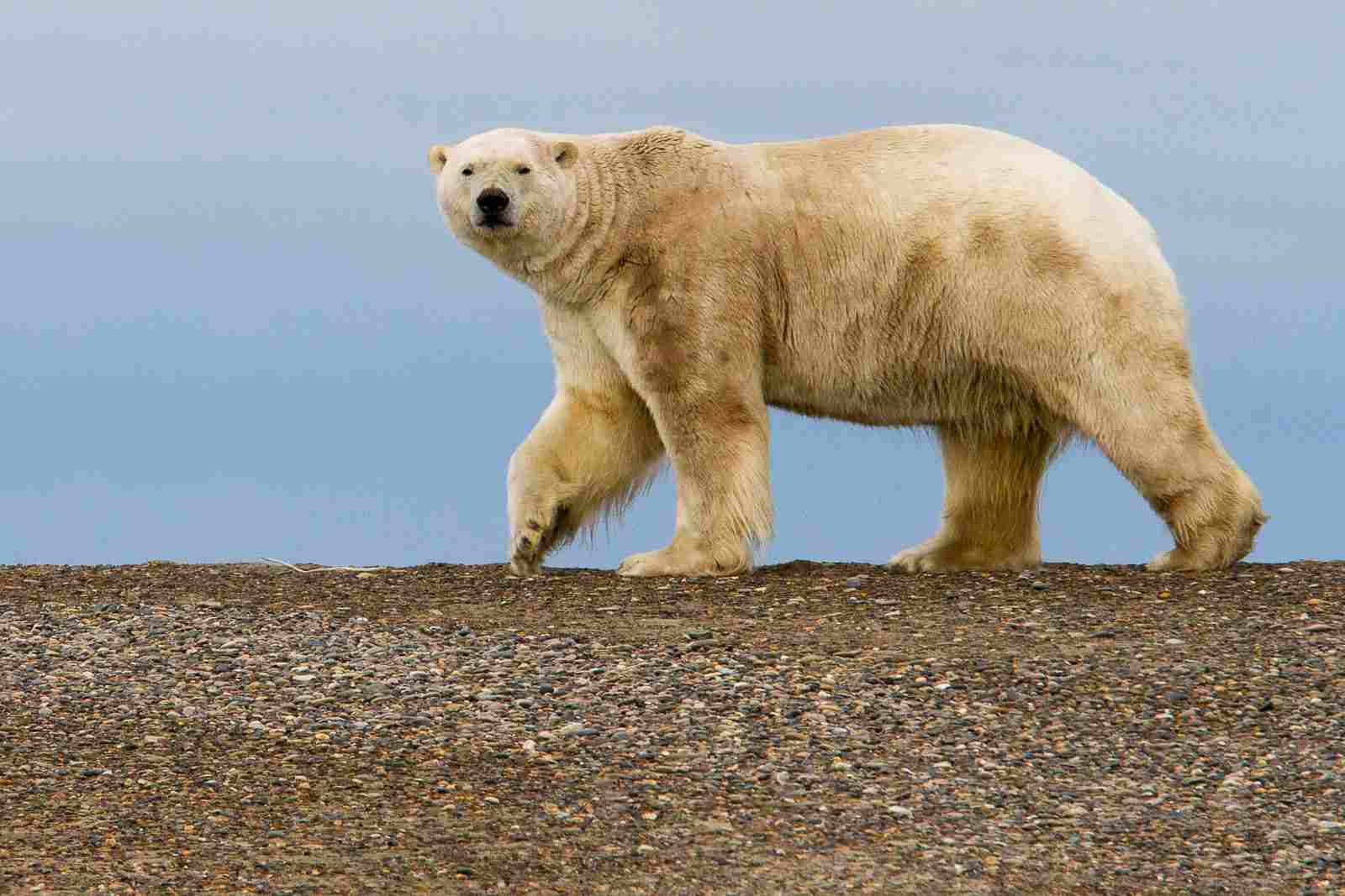 Polar Bear Vs Tiger: On Average, Polar Bears are Larger than All Tiger Species (Credit: Arthur T. LaBar 2015 .CC BY 2.0.)