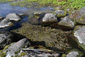 Abiotic Factors in a Pond: Rocks in Ponds Provide Suitable Attachment Surfaces for Periphyton (Credit: Iifar 2012 .CC BY-SA 3.0.)