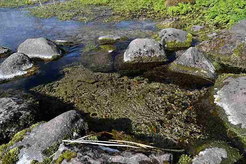 9+ Abiotic Factors in a Pond Ecosystem and Their Importance