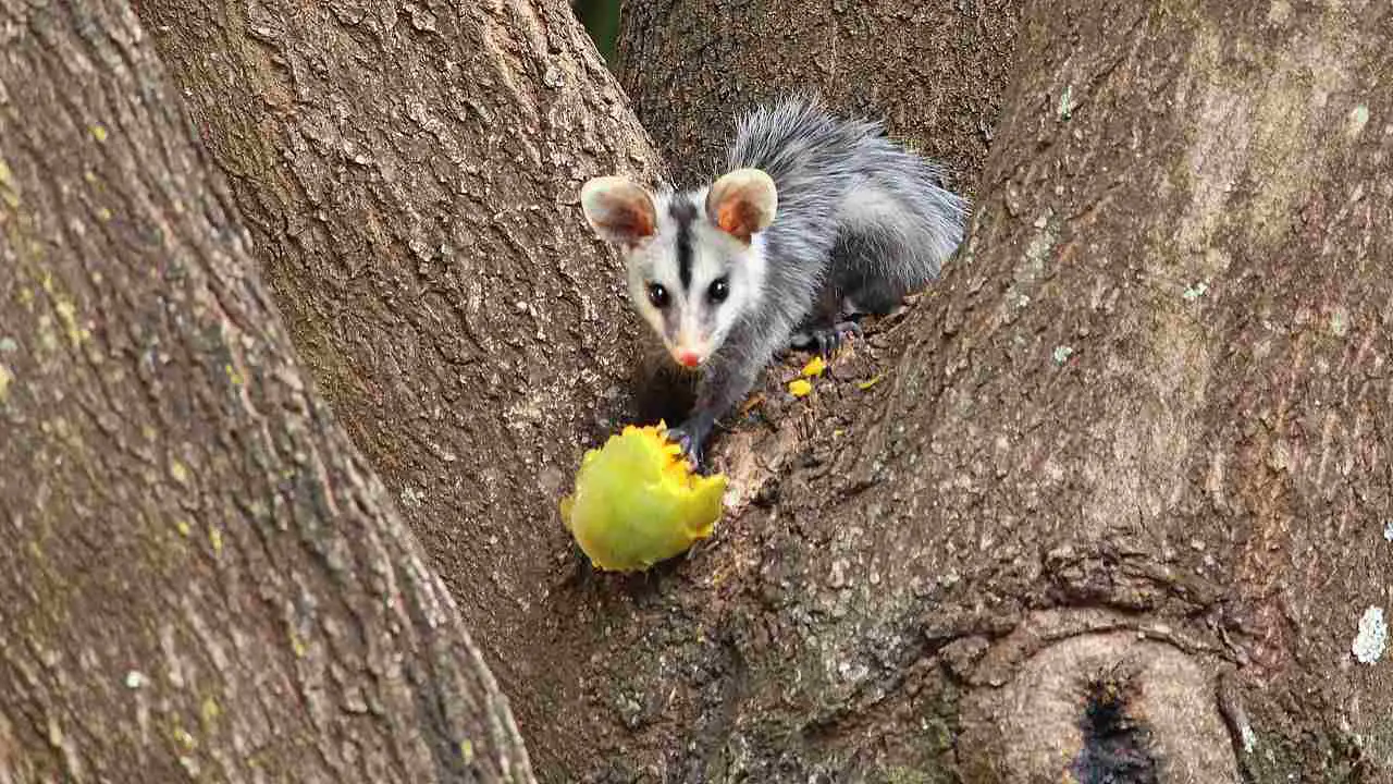 What Do Possums Eat in the Winter: Plant-based Foods Like Fruits, Grains and Seeds Can be Consumed by Possums (Credit: Cristofer Martins 2016 .CC BY-SA 4.0.)