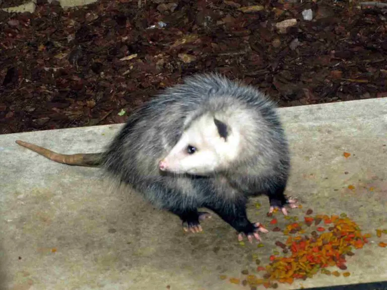 What Do Possums Eat in the Winter? Overview of Possum Diet