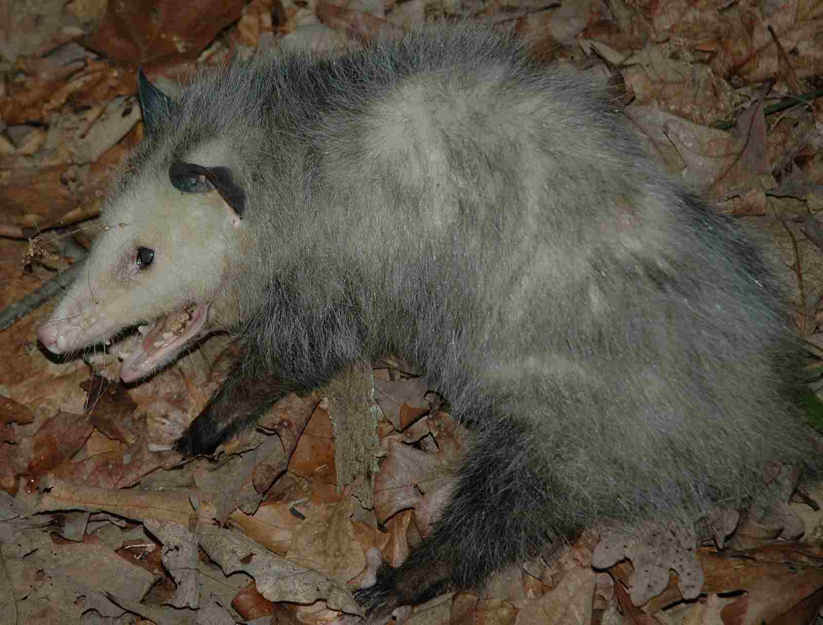 Possum Vs Cat
