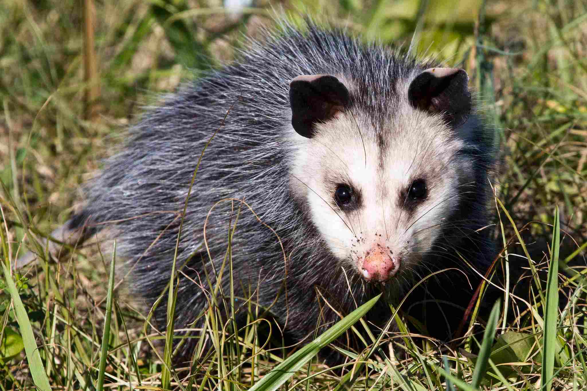 Possum Vs Opossum