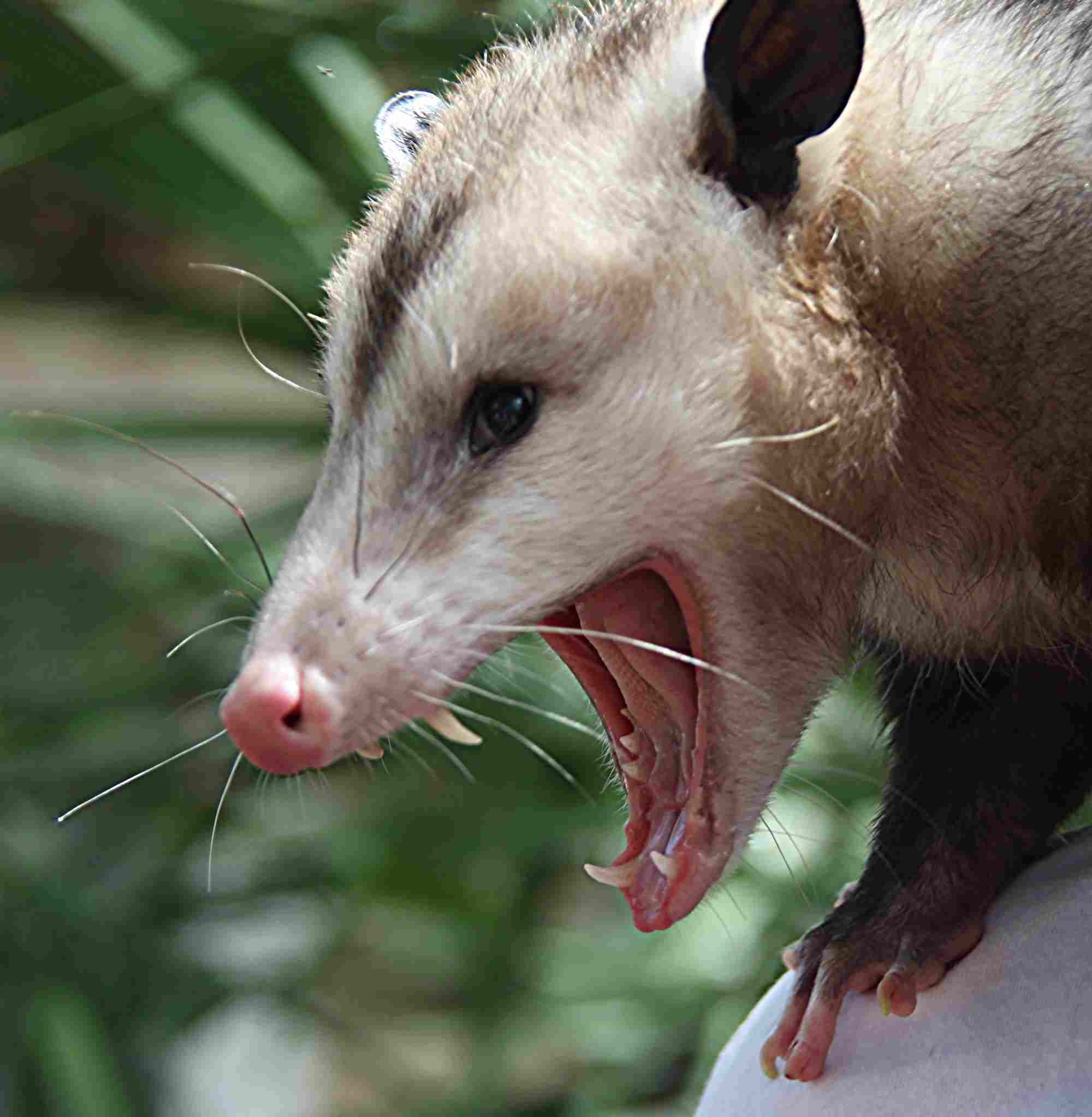 Australian Possum Vs American Opossum