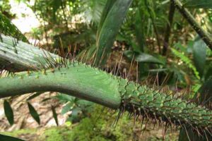 Predation in the Amazon Rainforest: Several Rainforest Plants Have Developed Self-Defensive Adaptations like Thorns to Deter Herbivores (Credit: coenobita 2019 .CC BY 4.0.)