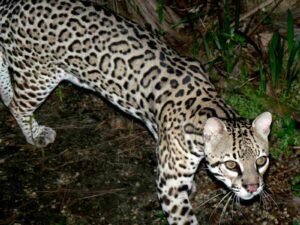 Predation in the Amazon: Ocelots are Agile and Nocturnal Carnivores (Credit: RawheaD Rex 2007 .CC BY-SA 2.0.)