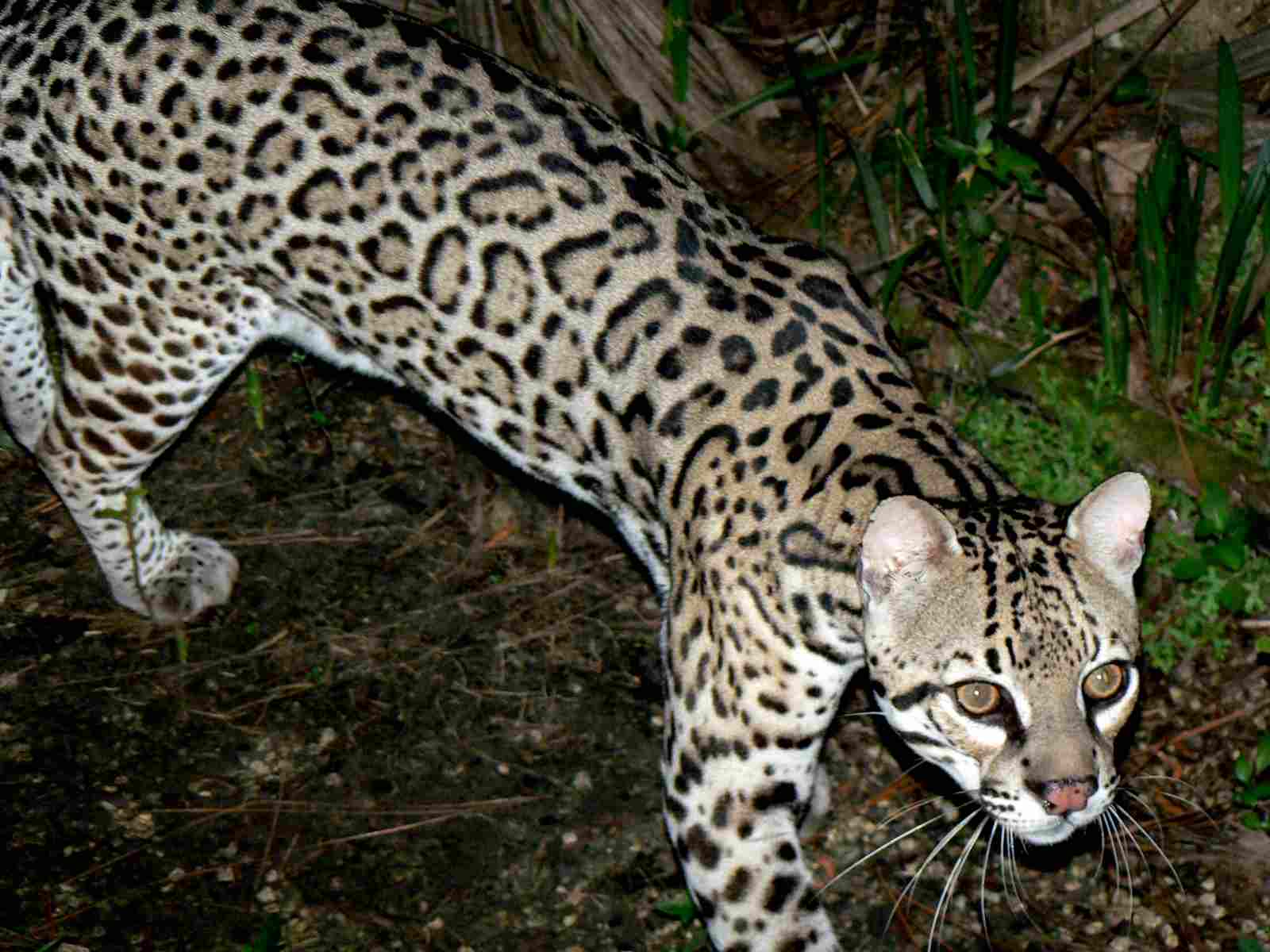 Predation in the Amazon Rainforest and Examples, Functions