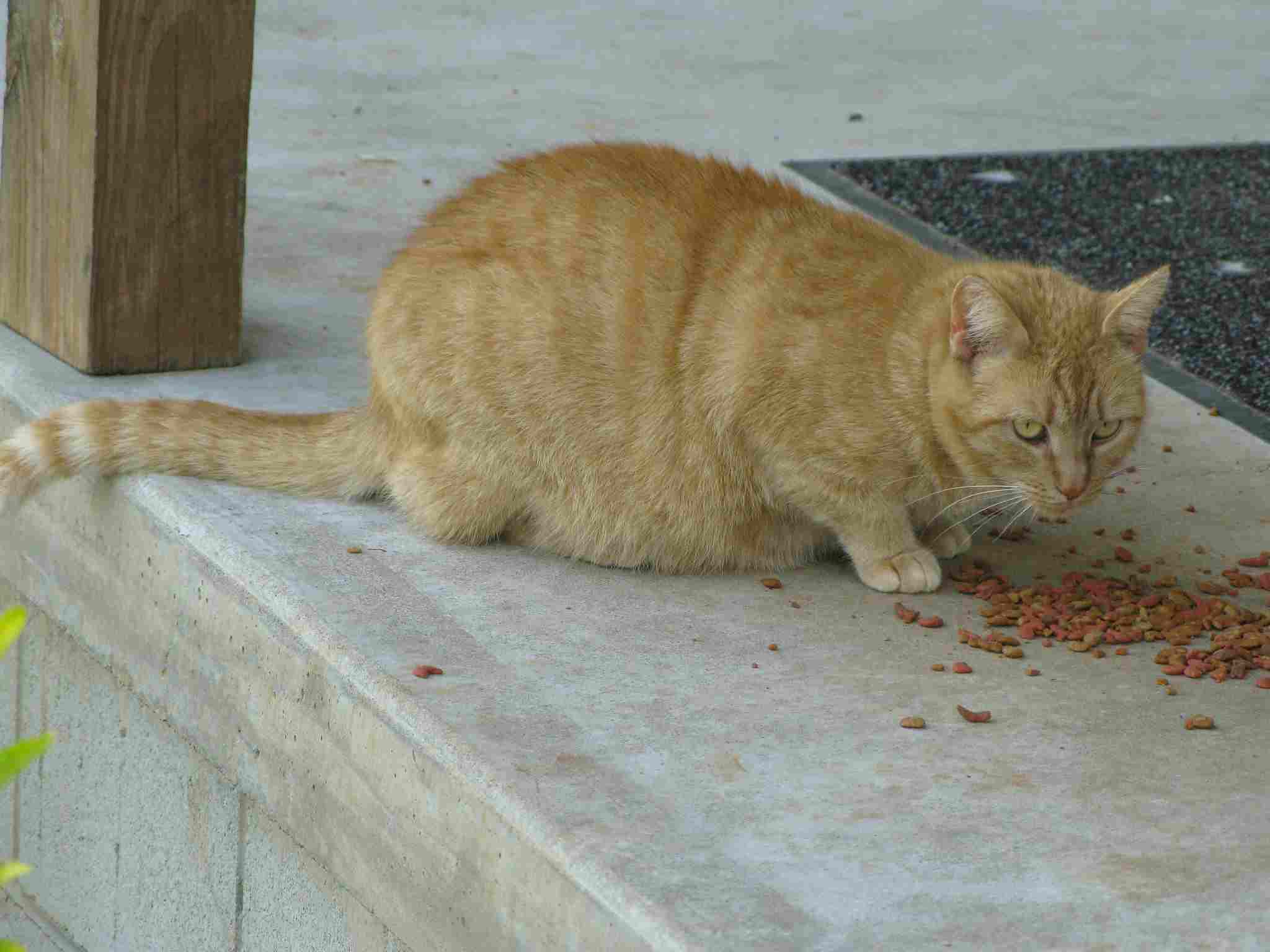 Pregnant Cat Vs Fat Cat
