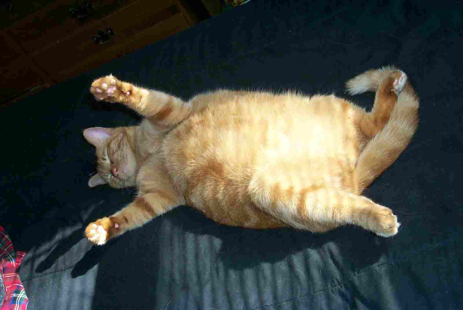 Pregnant Cat Vs Fat Cat