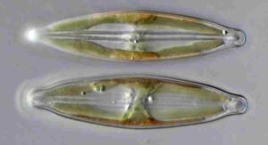 Producers in Freshwater: Diatoms have Unique Silica Cell Walls that Give them a Glass-like Appearance (Credit: Djpmapfer 2013 .CC BY-SA 4.0.)