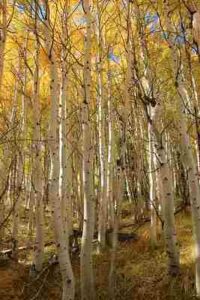 Producers in Freshwater Ecosystems: Aspens are Recognized for Their White Bark and Slender Trunks (Credit: daveynin 2013 .CC BY 2.0.)
