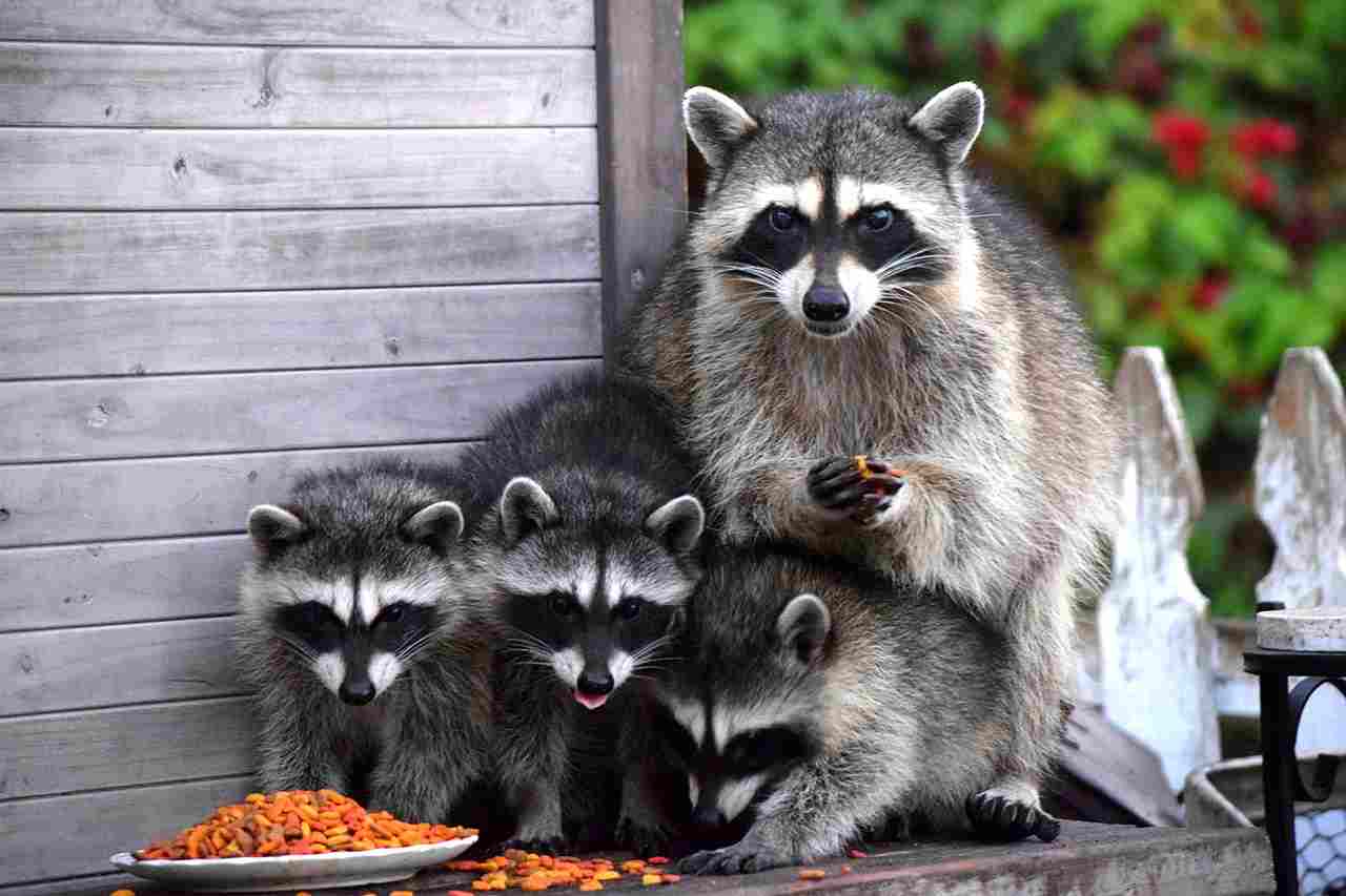 Raccoon Vs Fox