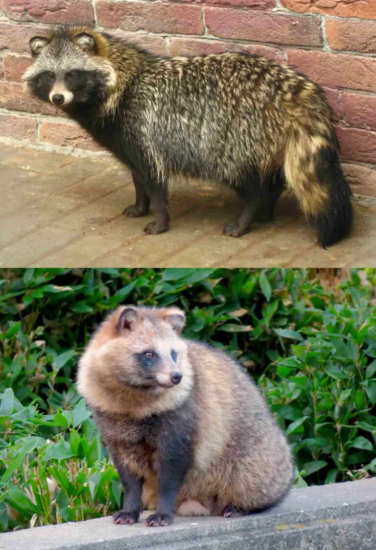 Raccoon Vs Raccoon Dog Size, Weight, Overall Comparison