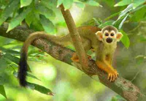 Energy Pyramid of the Tropical Rainforest: Squirrel Monkey is an Example of a Tropical Rainforest Primary Consumer (Credit: Kongkham6211 2015 .CC BY-SA 4.0.)