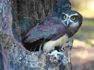 Energy Pyramid of the Tropical Rainforest: Spectacled Owl can be Classified as a Tertiary Consumer in the Energy Pyramid (Credit: DickDaniels 2011 .CC BY-SA 3.0.)