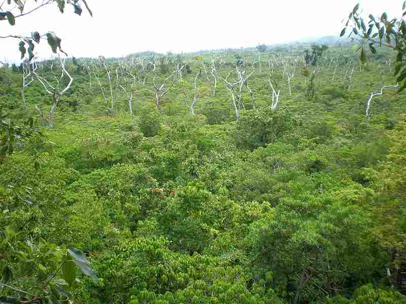 The rainforest canopy is an integral part of the rainforest ecosystem, characterized by its dense layer of vegetation.