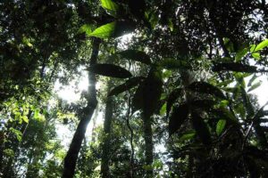 Tropical Rainforest Facts: Sunlight Obstruction by Tropical Rainforest Canopy Leads to Stable Conditions that Support Organic Adaptation (Credit: Vyacheslav Argenberg 2008 .CC BY 4.0.)