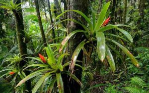 Rainforest Food Chain: Bromeliad is an Example of a Rainforest Epiphyte/Producer (Credit: Geoff Gallice 2012 .CC BY 2.0.)