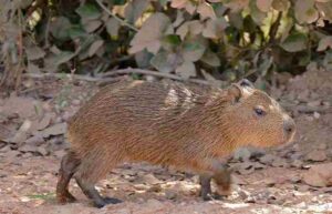 Rainforest Food Chain: Capybara is Considered the World's Largest Rodent (Credit: Bernard DUPONT 2016 .CC BY-SA 2.0.)
