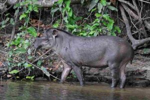 Rainforest Food Chain: Tapir is a Large Primary Consumer Found in Rainforests of America and Asia (Credit: Charles J. Sharp 2015 .CC BY-SA 4.0.)