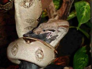 Rainforest Food Chain: Boa Constrictor Captured its Prey by Ambush and Suffocation (Credit: Jens Raschendorf 2004 .CC BY-SA 2.5.)
