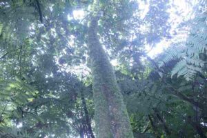 Rainforest Food Web: Canopy Trees like Mahogany form the Uppermost Level of the Rainforest Structure (Credit: Atabong Armstrong 2018 .CC BY-SA 4.0.)