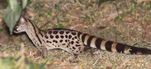 Rainforest Food Web: Genet Preys on Insects, Birds and Other Mammals (Credit: Jan Ebr 2021 .CC BY 4.0.)