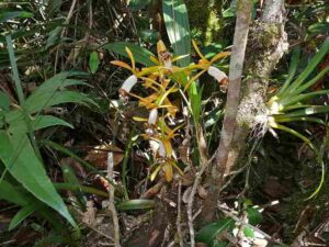 Rainforest Food Web: Epiphytes like Orchids Grow Non-Parasitically on the Trunks and Branches of Other Plants (Credit: Bernard DUPONT 2007 .CC BY-SA 2.0.)
