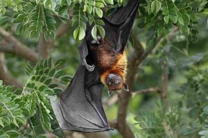 Rainforest Food Web: The Fruit Bat is an Active Pollinator and Seed-Disperser in Rainforests (Credit: lonelyshrimp 2017 .CC0 1.0.)