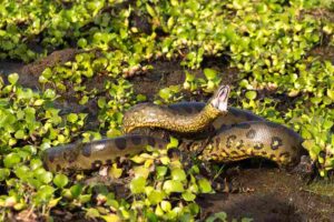 Rainforest Food Web: Green Anaconda Functions as an Apex Predator in its Habitat (Credit: Fernando Flores 2013 .CC BY-SA 3.0.)