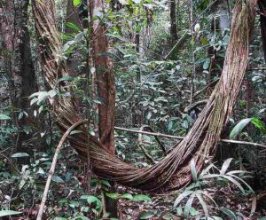 Rainforest Food Web: Lianas are Vines with Woody Stems (Credit: Dick Culbert 2007 .CC BY 2.0.)