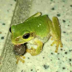 Rainforest Food Web: Leaf Frogs Consume Insects, just like Geckos (Credit: KKPCW 2019 .CC BY-SA 4.0.)