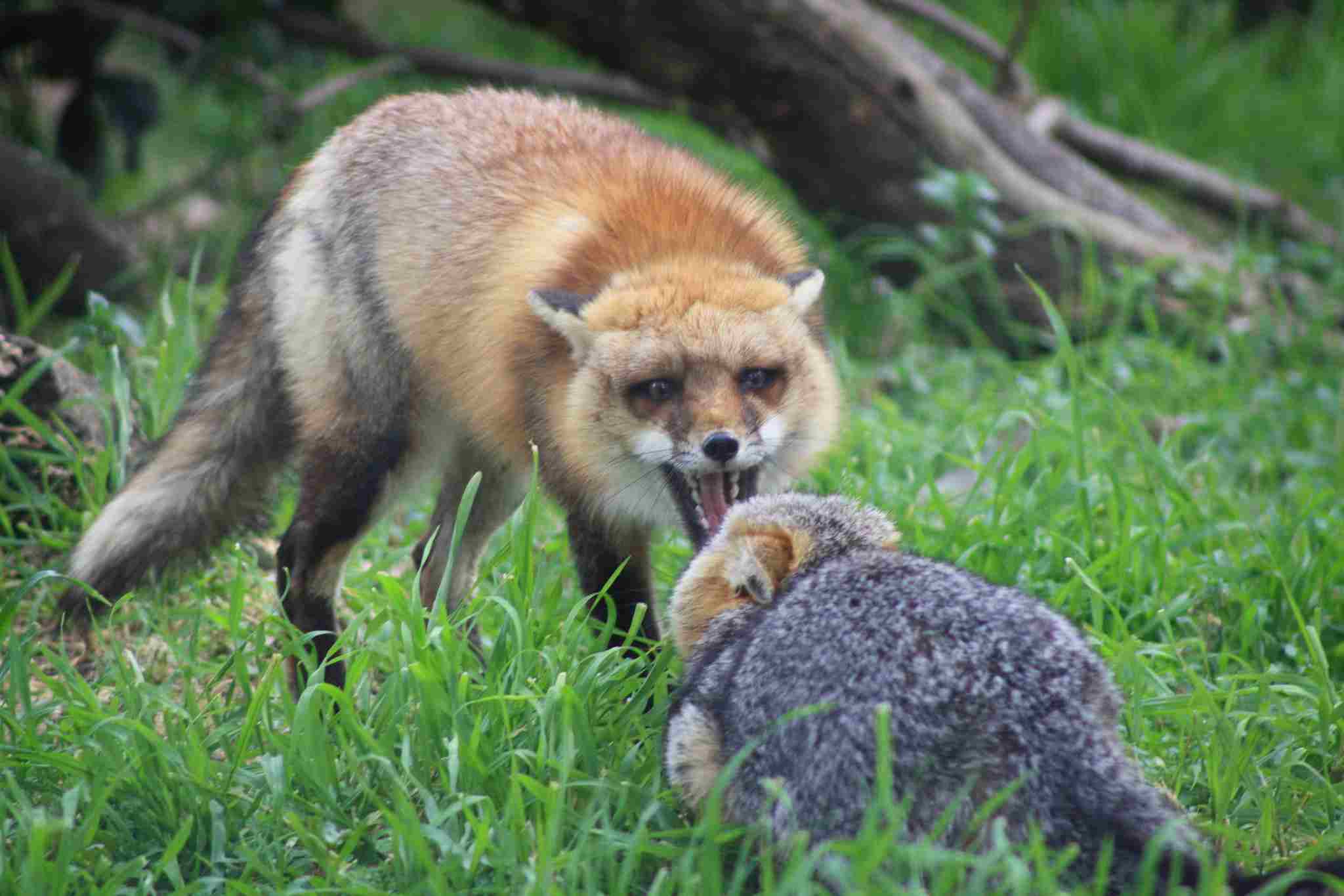 Red Fox Vs Gray Fox: Red Foxes are Notably Larger and Heavier Than Gray Foxes (Credit: USFWS Pacific Southwest Region 2013 .CC BY 2.0.)