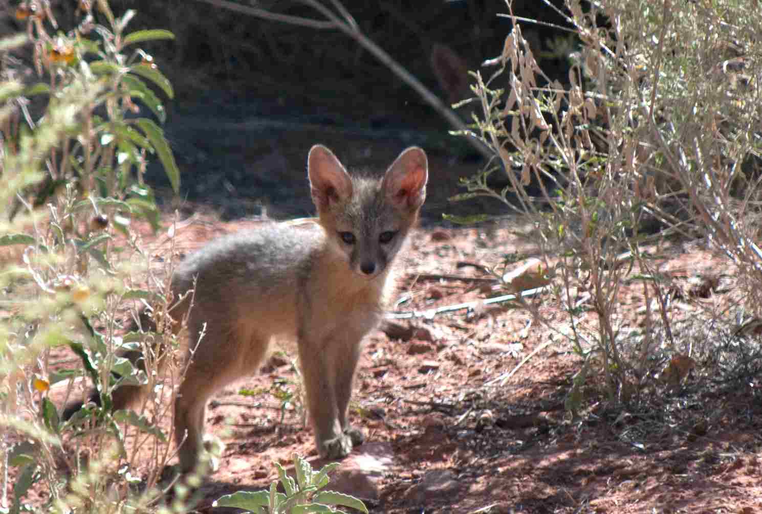 Gray Fox Vs Kit Fox: Taxonomy Reveals Differences Between Gray and Kit Foxes (Credit: Zion National Park 2012 .CC BY 2.0.)