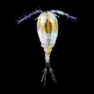 Coral Reef Energy Pyramid: Copepods are an Example of Zooplankton in Reef Zones (Credit: Andrei Savitsky 2019 .CC BY-SA 4.0.)