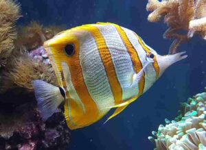 Coral Reef Energy Pyramid: Like Wrasses, Butterfly Fish are Known for Their Striking Appearance (Credit: JSutton93 2018 .CC BY-SA 4.0.)