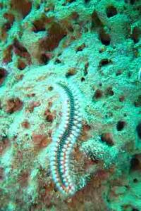 Coral Reef Energy Pyramid: Certain Marine Worms Function as Detritivorous Decomposers (Credit: Thomas Quine 2012, Uploaded Online 2013 .CC BY 2.0.)